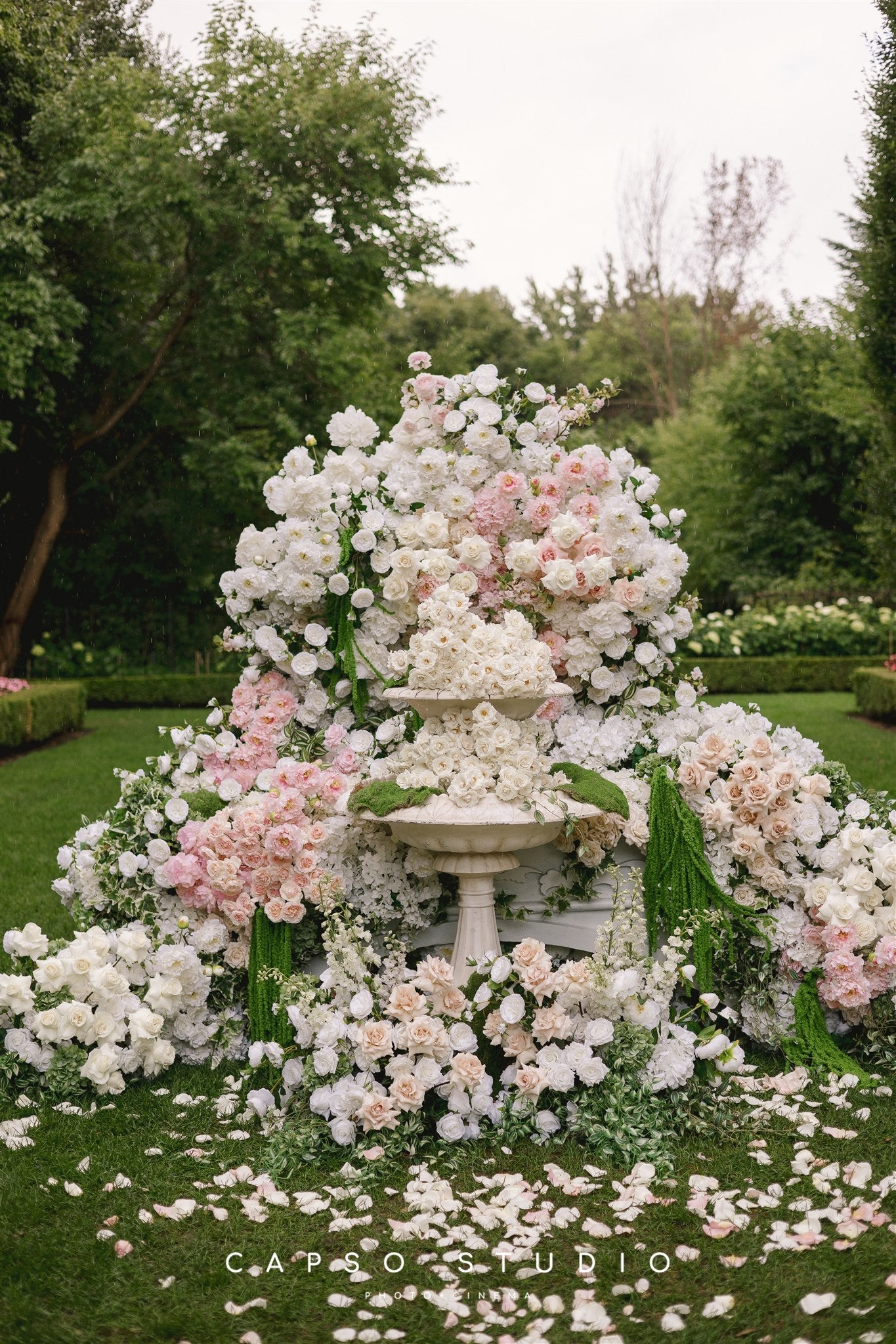 Ivory Petals in Blooom